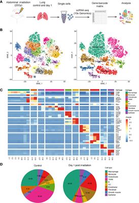 A Study on the Radiosensitivity of Radiation-Induced Lung Injury at the Acute Phase Based on Single-Cell Transcriptomics